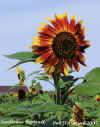 Sunflower Portrait for web.jpg (140403 bytes)